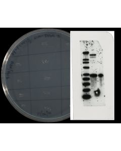 Photograph gel medium, petri dishes on copy stand
